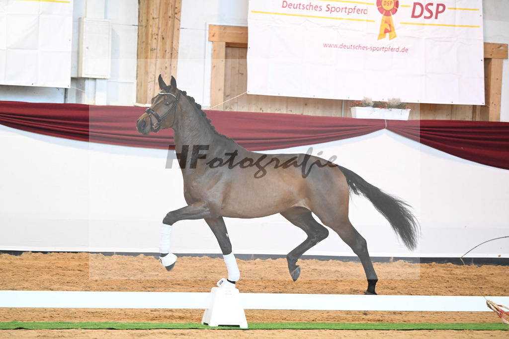 Kat-Nr. 38 v. Jovian_Limbecker_66220509 | hf-fotografie - Realisiert mit Pictrs.com