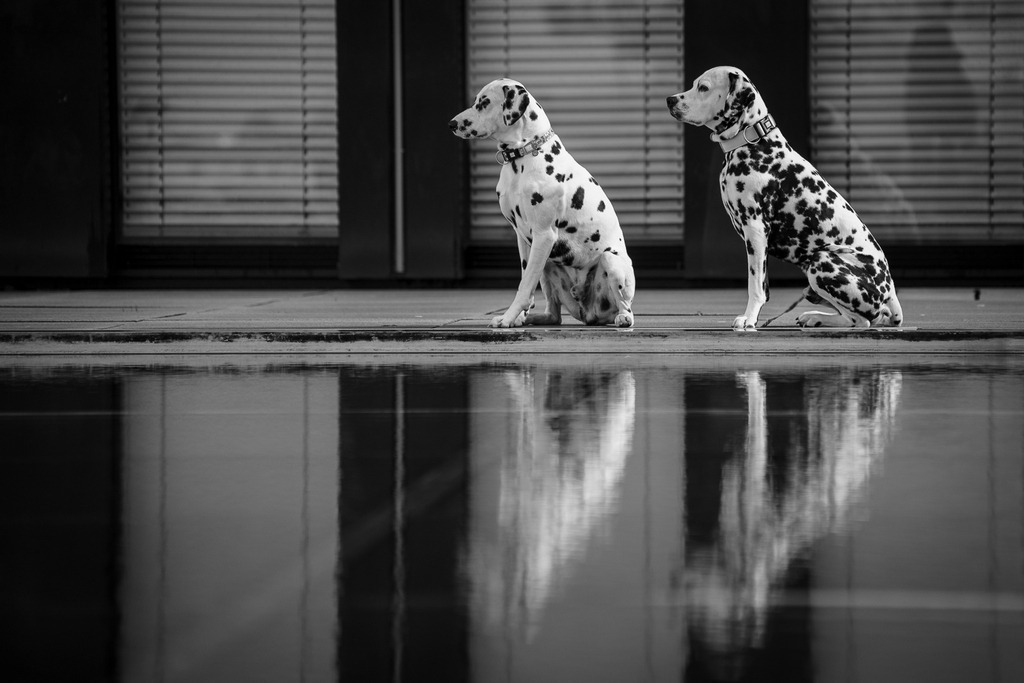 Fotowalk Medienhafen Düsseldorf - www.allesWIRTHgut.de -  @allesWIRTHgut_Tierfotografie 7R500391 - schwarzweiss | Professionelle Tierfotografie in Mönchengladbach von Daniel Wirth (allesWIRTHgut). Liebevolle & natürliche Bilder von Hunden & Katzen für unvergessliche Erinnerungen.