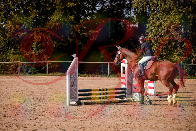 2026_10_03_Siefer-Hof_155525_Z81_74601526 | Professionelle Reitsport-, Turnier- und Eventfotografie von Robert Broda. Galerien mit ausgewählten und bearbeiteten Bildern direkt online ansehen und bestellen.
