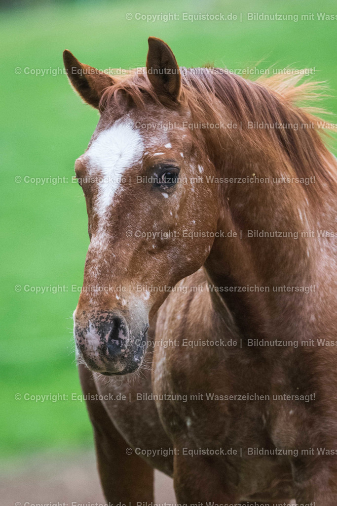 TS_20170415_Portrait_Fuchs_0001 | Foto: Thomas Hartig