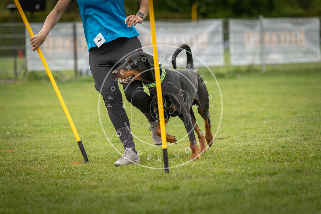 Pfotenfotografie_DV3A1786 | Hundefotografie, Tierfotograf, Pfotenfotografie, Fotoshooting Hund, Hunde Portrait, Hundesport, Hundeportraits, Heideshooting, Hunde, Sportfotograf, Hundefotograf, Turnierhundsport, THS,  - Realisiert mit Pictrs.com