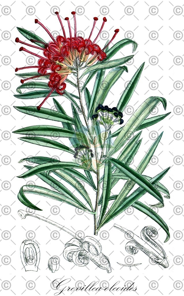 HistAbb_wfo-0000710420_1_ENZY_Simple | Historische Abbildung von Grevillea oleoides - Proteaceae | Historical Illustration of Grevillea oleoides - Proteaceae