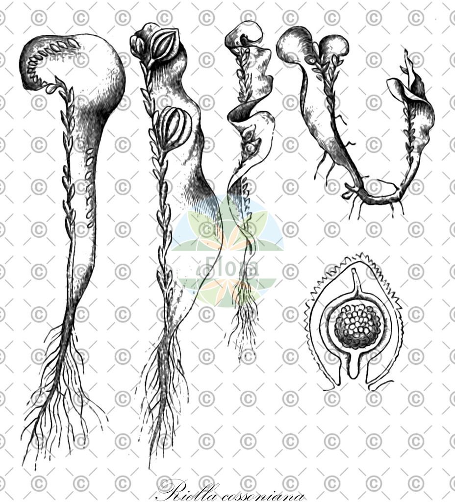 HistAbb_wfo-0000405611_1_ENZY_Simple | Historische Abbildung von Riella cossoniana - Riellaceae | Historical Illustration of Riella cossoniana - Riellaceae