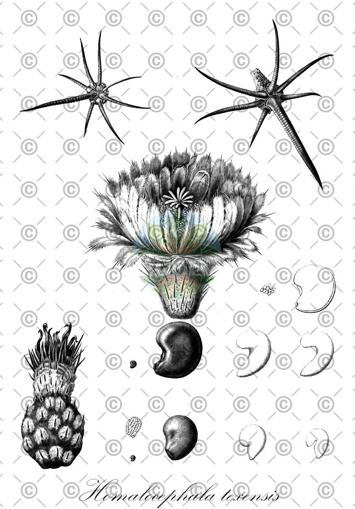 HistAbb_wfo-0001317927_1_ENZY_Simple | Historische Abbildung von Homalocephala texensis - Cactaceae | Historical Illustration of Homalocephala texensis - Cactaceae (devil's-head;horse-crippler)