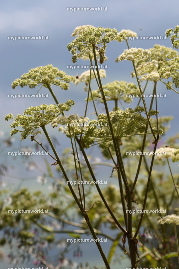 Wald-Engelwurz-001 | Das Bilderarchiv über Tiere, Planzen und Landschaften. In der Bilddatenbank finden Sie ein große Auswahl an hochwertigen Bilder für Ihre Werbung - Realisiert mit Pictrs.com