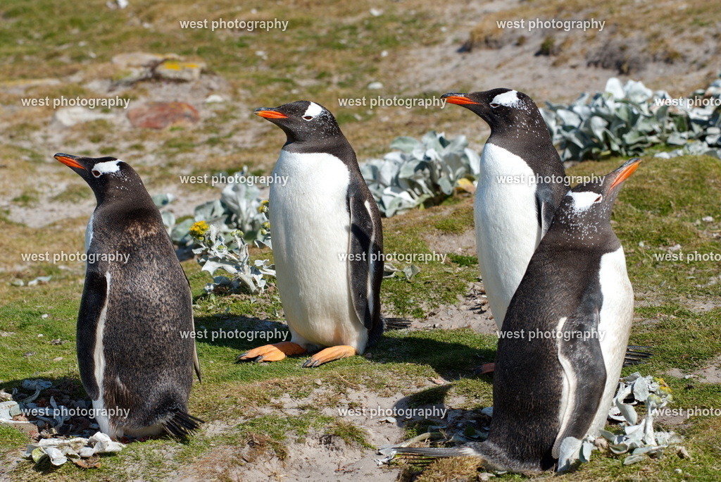 Gentoo Penguin 8 SND - FLK 2014 | west photography - Realisiert mit Pictrs.com