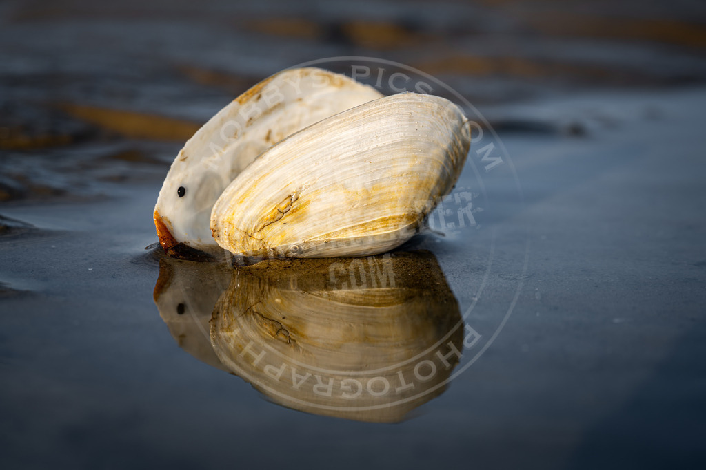 Muschel Spiegelung | Muschel im Spiegel