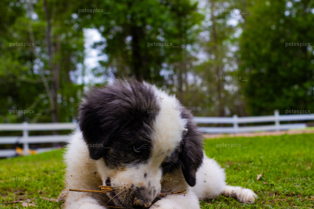 IMG_9169 | petespics