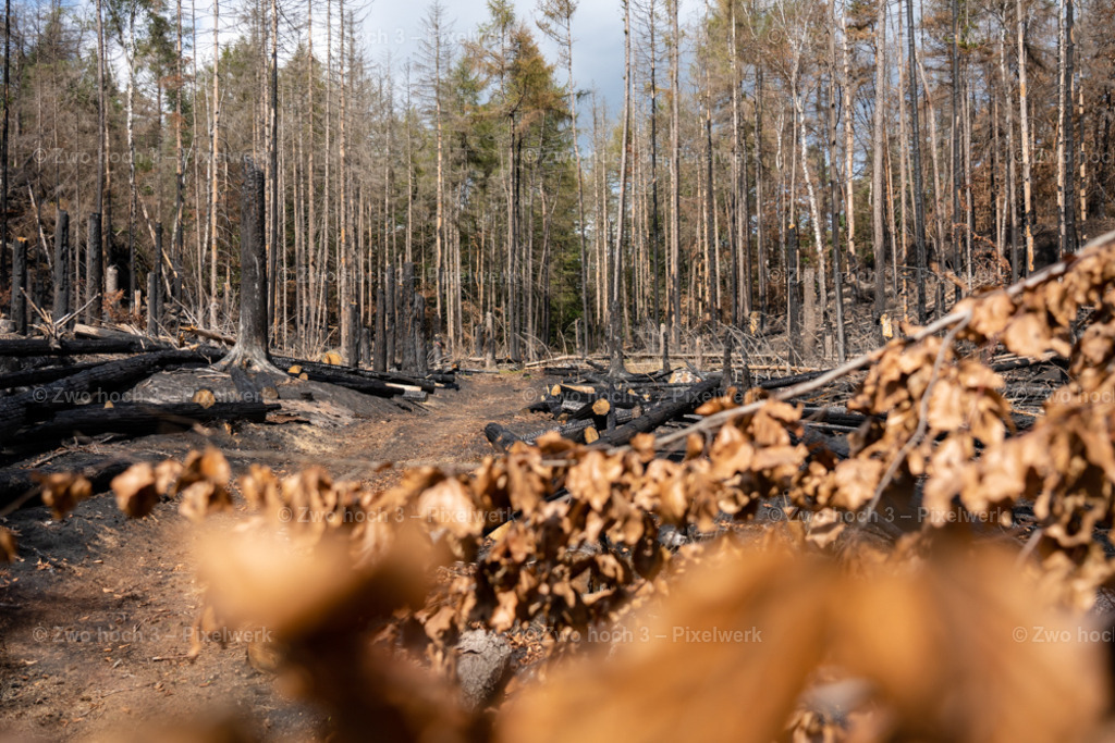 Rosssteig_Nahe_Katzenstein_Wald_Waldbrand_Waldweg_Laub | 2022-08-30_Waldbrandgebiete_1 - Realisiert mit Pictrs.com