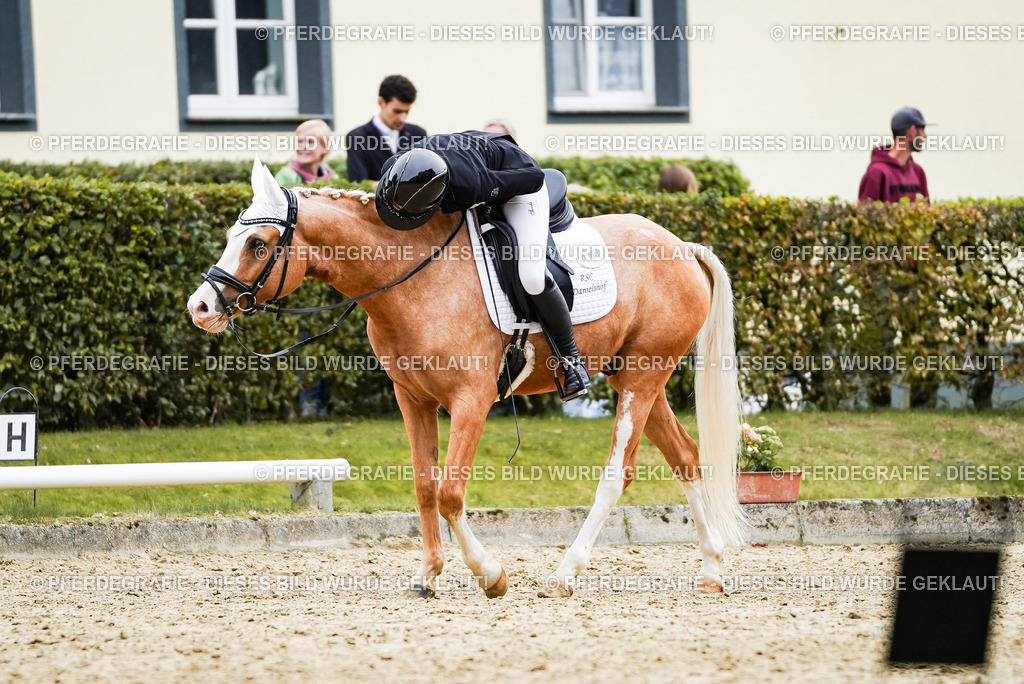 DSC01304 | Pferdegrafie