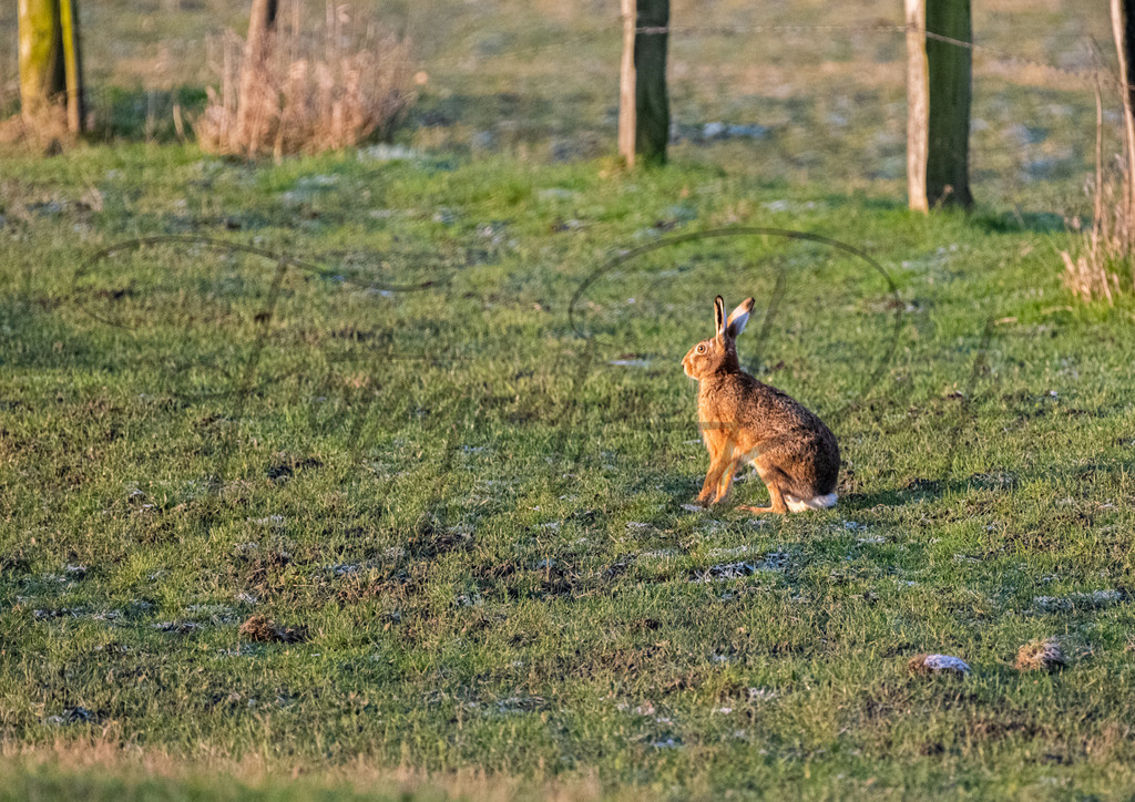 tiere-1-19 | fotografie-derks - Realisiert mit Pictrs.com