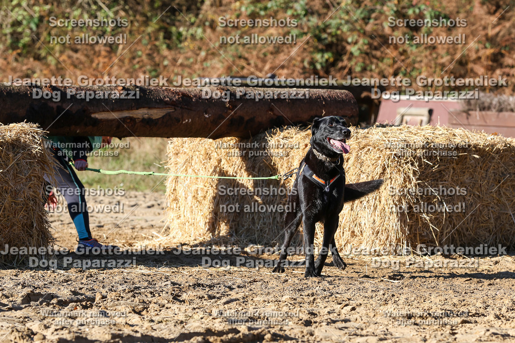 Dog Paparazzi - Strongdog 10-25-1932 | Dog Paparazzi Jeanette Grottendiek Fotografie & Videografie - Realisiert mit Pictrs.com
