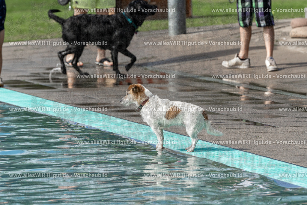 Hundeschwimmen_Volksbad_2026-allesWIRTHgut_Tierfotografie-2609061455-FAY07013 | Professionelle Tierfotografie in Mönchengladbach von Daniel Wirth (allesWIRTHgut). Liebevolle & natürliche Bilder von Hunden & Katzen für unvergessliche Erinnerungen.