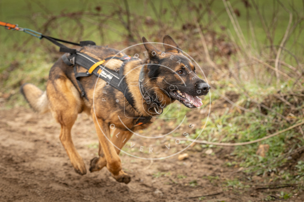 DV3A1055 | Hundefotografie, Tierfotograf, Pfotenfotografie, Fotoshooting Hund, Hunde Portrait, Hundesport, Hundeportraits, Heideshooting, Hunde, Sportfotograf, Hundefotograf, Turnierhundsport, THS,  - Realisiert mit Pictrs.com
