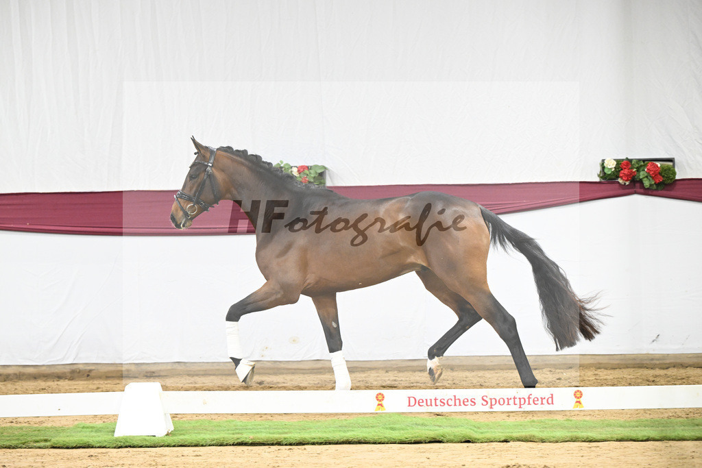 Kat-Nr. 125 Dynamic Dream x Benicio_Horst Schepper_47253720 | hf-fotografie - Realisiert mit Pictrs.com