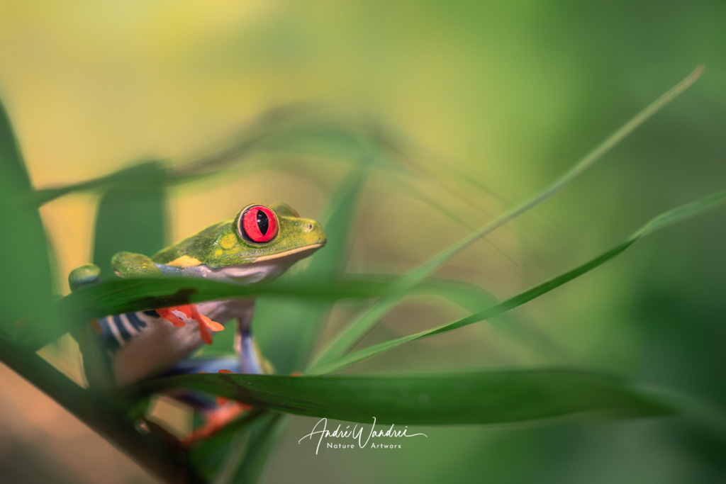 Kletterkünstler mit Stil | Andre Wandrei - Nature Artworx - Realisiert mit Pictrs.com