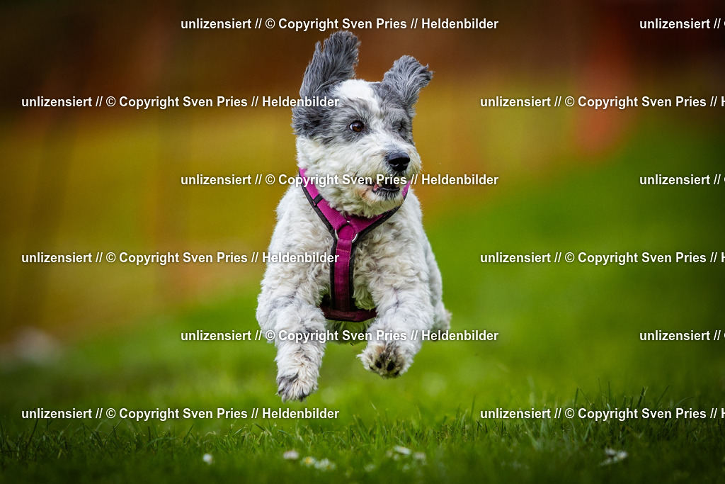 Sven Pries | 2025-04-13 - Hunderennen Baden-Baden - Realisiert mit Pictrs.com