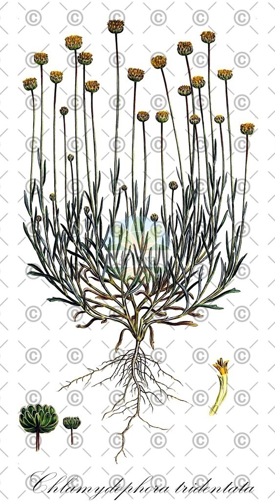 HistAbb_wfo-0000763183_1_ENZY_Simple | Historische Abbildung von Chlamydophora tridentata - Asteraceae | Historical Illustration of Chlamydophora tridentata - Asteraceae