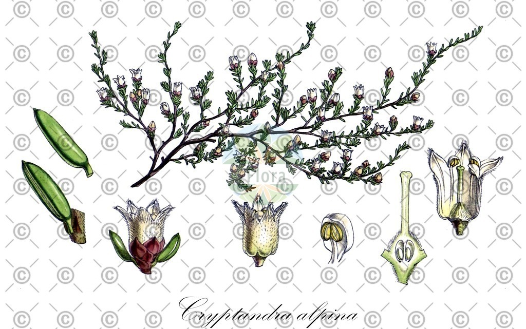 HistAbb_wfo-0000627626_1_ENZY_Simple | Historische Abbildung von Cryptandra alpina - Rhamnaceae | Historical Illustration of Cryptandra alpina - Rhamnaceae