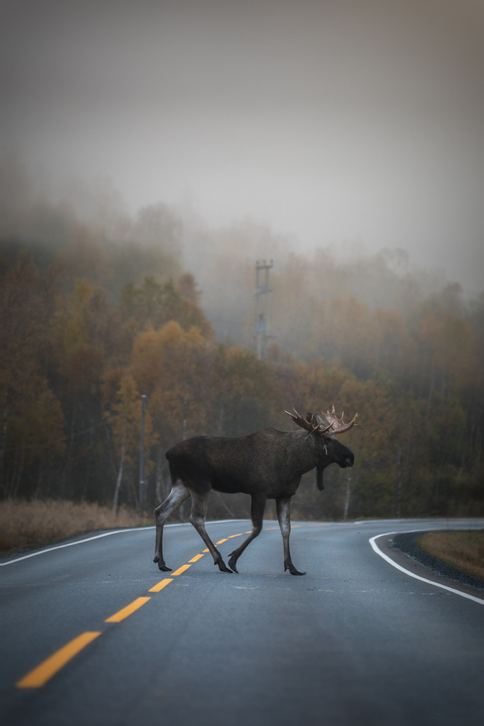 Elk Crossing | tobiasneyer - Realisiert mit Pictrs.com