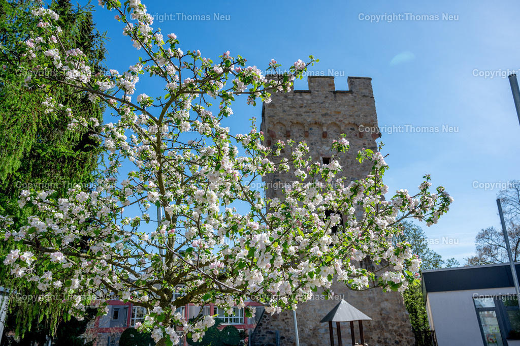 Roter-Turm_Stadtbefestigung-bensheim-fruehling-blueten-bergstrasse-Fotografie-Thomas_Neu.jpg-20 | er Rote Turm ist ein Befestigungsturm an der Ostseite der fast vollständig abgerissenen Bensheimer Stadtmauer. Er diente zur Absicherung der Stadt gegen militärische Angriffe, die aus dem Schönberger Tal kamen. Er wurde vermutlich in der zweiten Hälfte des 13. Jahrhunderts erbaut.Bild: Thomas Neu