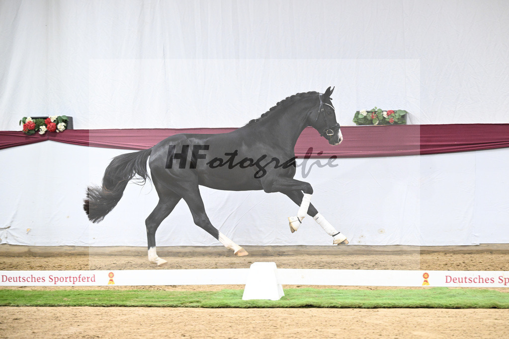 Kat-Nr. 130 Don Romance x Christ_Corinna Raedecke_47254124 | hf-fotografie - Realisiert mit Pictrs.com