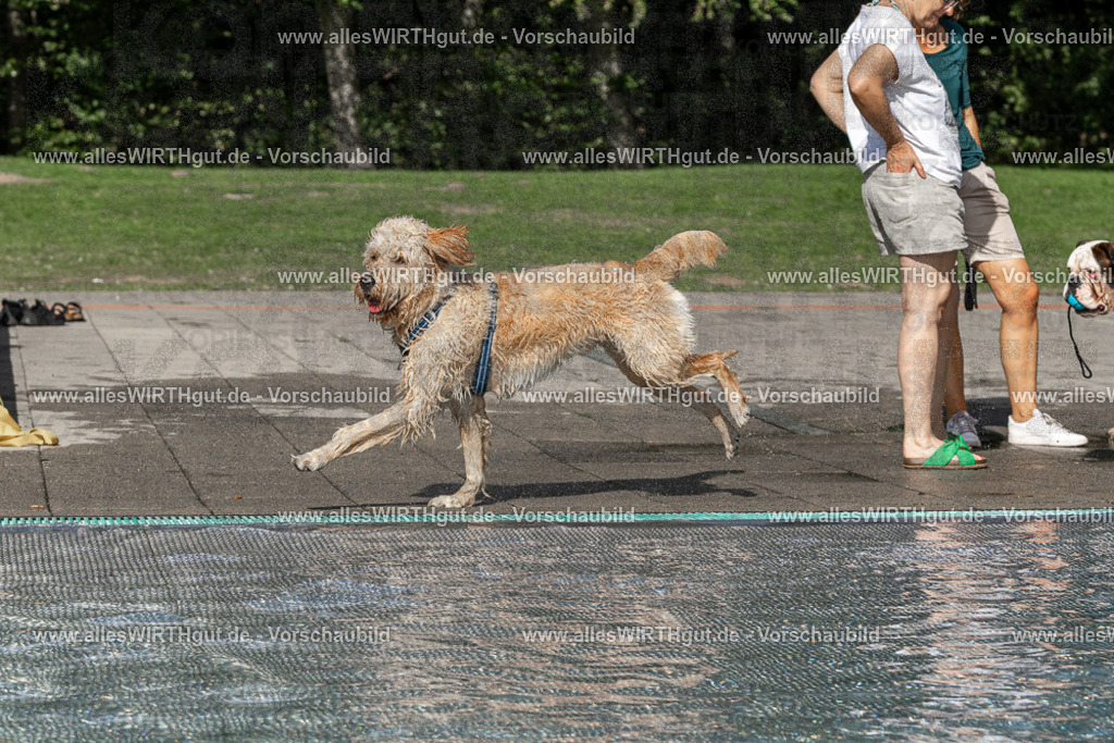 Hundeschwimmen_Volksbad_2026-allesWIRTHgut_Tierfotografie-2609061534-FAY07290 | Professionelle Tierfotografie in Mönchengladbach von Daniel Wirth (allesWIRTHgut). Liebevolle & natürliche Bilder von Hunden & Katzen für unvergessliche Erinnerungen.