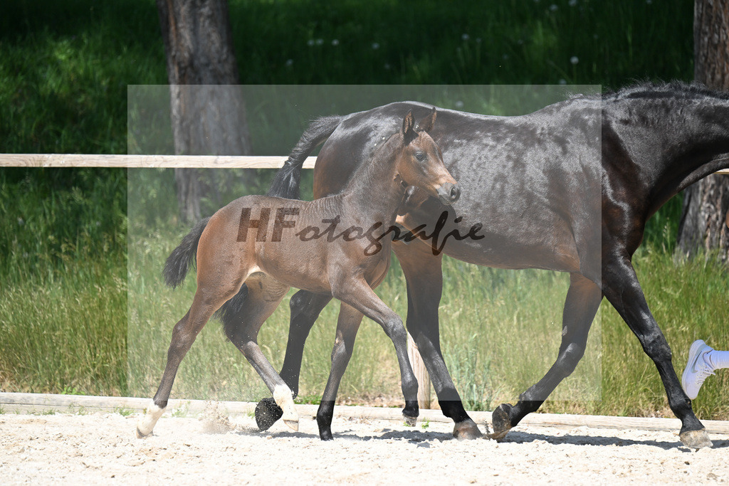 Feliciano x Ray Ban_SF_Stadelmann_10250545 | hf-fotografie - Realizzato con Pictrs.com