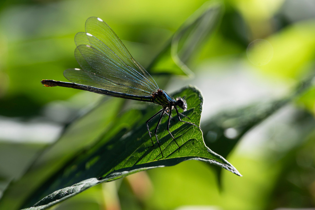 Libelle | Entdecke exklusive Fotografie im muebri Shop: Stimmungsvolle Motive  Naturaufnahmen und mehr. Jetzt hochwertige Wandbilder und Fotoabzüge online kaufen! - Realisiert mit Pictrs.com