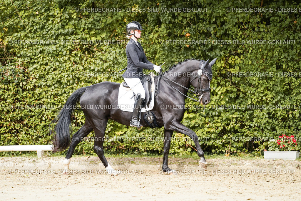 DSC03376 | Pferdegrafie