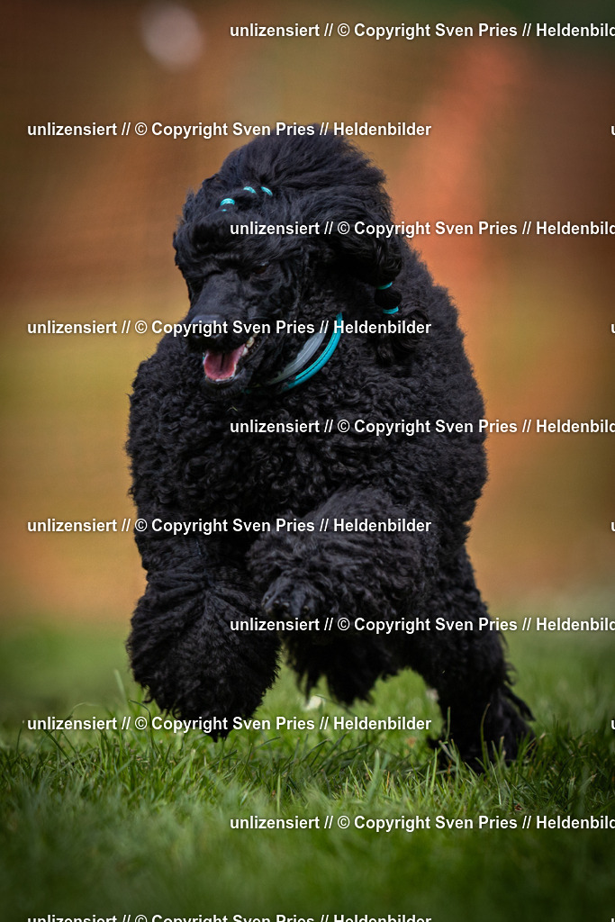 Sven Pries | 2025-04-13 - Hunderennen Baden-Baden - Realisiert mit Pictrs.com