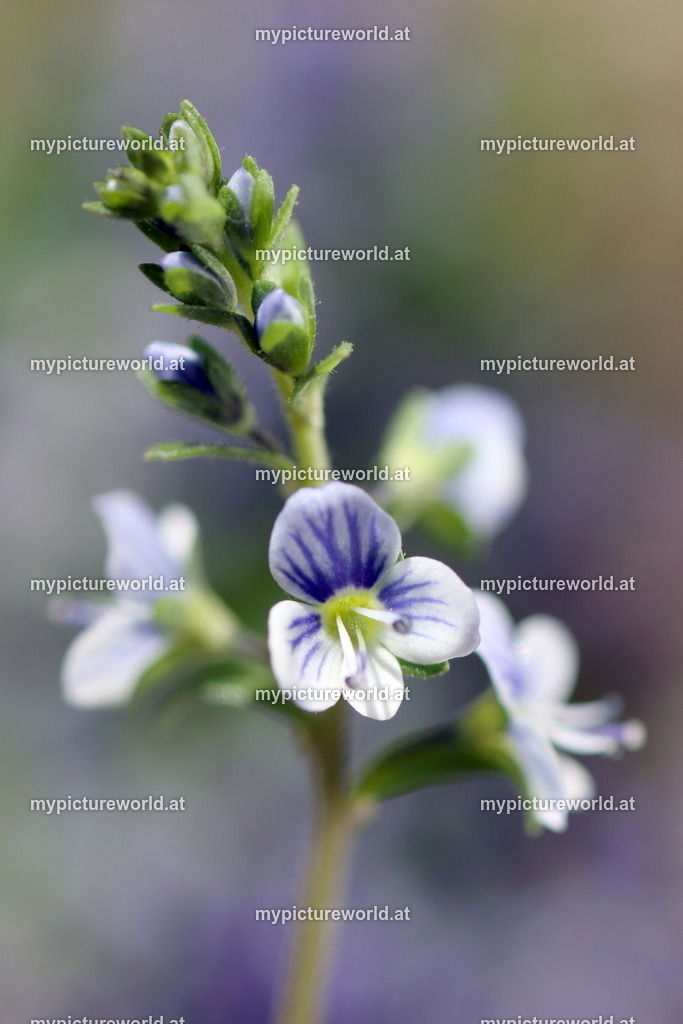 Quendel-Ehrenpreis-006 | Das Bilderarchiv über Tiere, Planzen und Landschaften. In der Bilddatenbank finden Sie ein große Auswahl an hochwertigen Bilder für Ihre Werbung - Realized with Pictrs.com