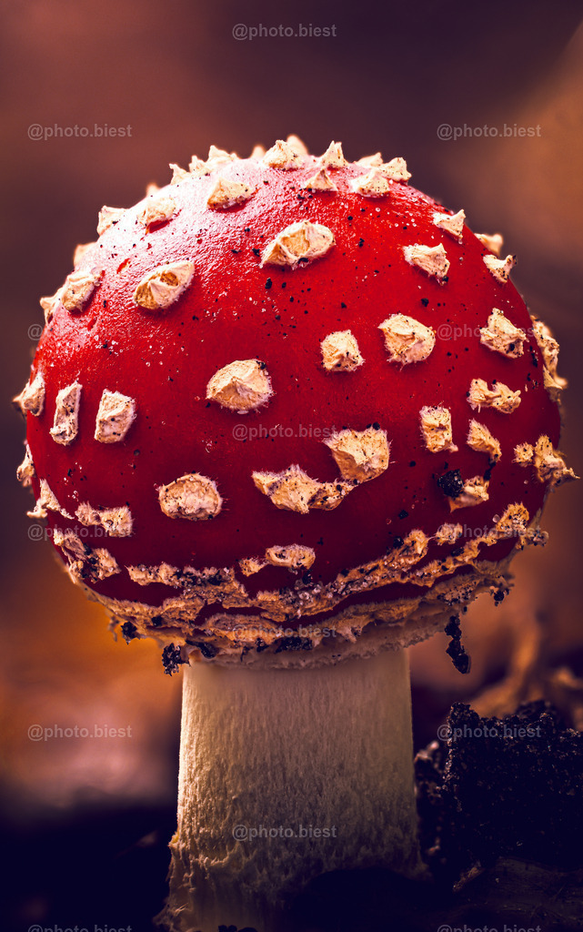 Fliegenpilz-Lollipop | Ein perfekter, junger Fliegenpilz. - Realisiert mit Pictrs.com