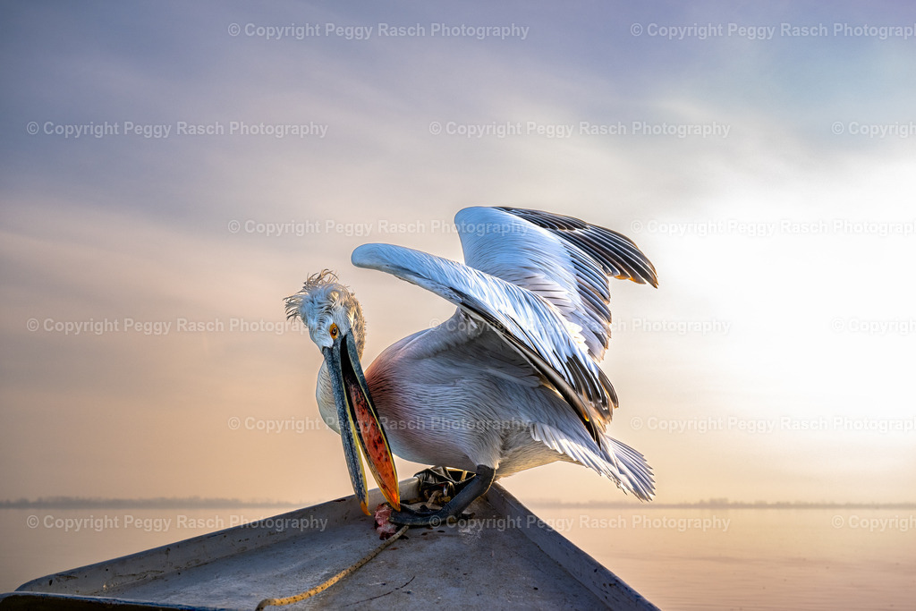 Pelikane (10) | PeggyRaschPhotography - Realisiert mit Pictrs.com