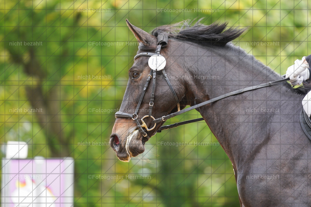 20221009-FAH08752 | Diessen am Ammersee, 2022, Dressur- und Springturnier, Reitsportbilder, Turnierfotografen Bayern, Pferdefotografen, Fotoagentur Herrmann, Turnierbilder