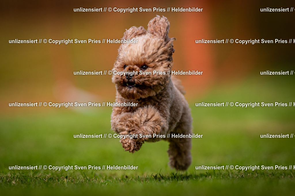 Sven Pries | 2024-09-22 - Hunderennen Baden-BadenPudelverein - Realisiert mit Pictrs.com