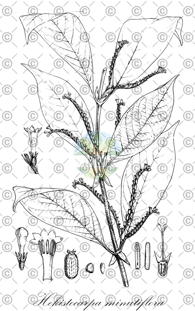 HistAbb_wfo-0000124883_1_SIMPLE | Historische Abbildung von Hekistocarpa minutiflora - Rubiaceae | Historical Illustration of Hekistocarpa minutiflora - Rubiaceae