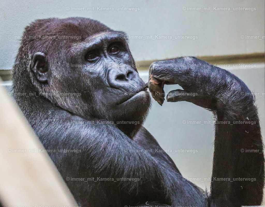 PSX_4444 | immer_mit_kamera_unterwegs