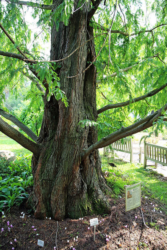 Bildlexikon Leipzig - Botanischer Garten der Universität Leipzig | Das Team hinter BILDLEXIKON LEIPZIG bündelt historische wie aktuelle Informationen über die Stadt Leipzig in Text und Bild auf einer Plattform und stellt diese der interessierten Öffentlichkeit zur Verfügung.