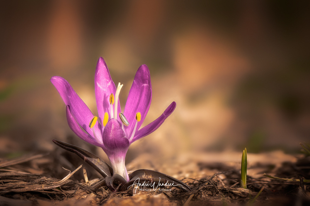 Lichtblume (6) | Andre Wandrei - Nature Artworx - Realisiert mit Pictrs.com