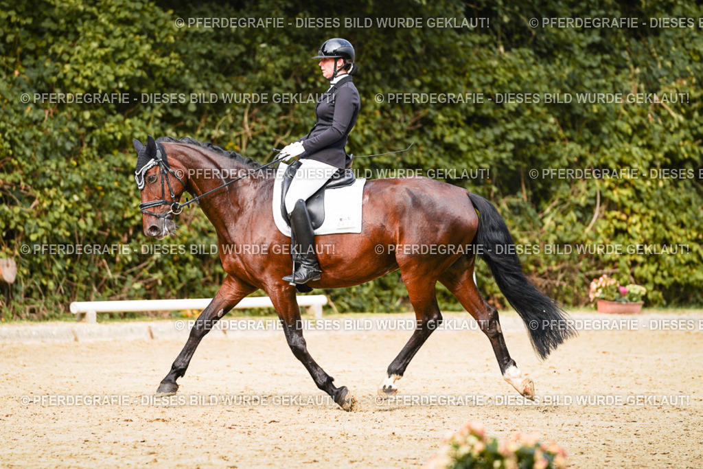 DSC03470 | Pferdegrafie