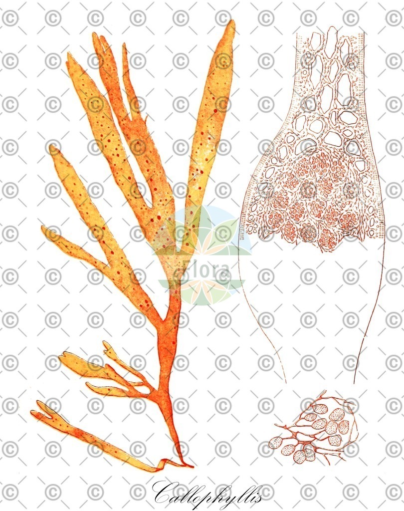 HistAbb_wfo-0000778715_1_ENZY_Simple | Historische Abbildung von Callophyllis - Kallymeniaceae (0) | Historical Illustration of Callophyllis - Kallymeniaceae (0)