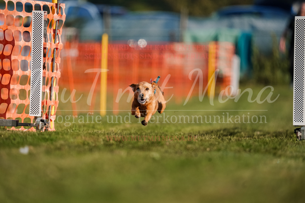 20250928_Hunderennen-112 | MuT (Mensch und Tier) mit Mona - Fotografie und Tierkommunikation - Realisiert mit Pictrs.com