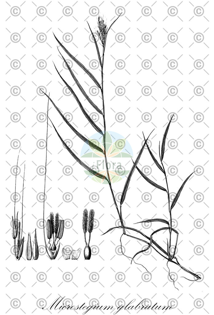 HistAbb_wfo-0000452626_1_ENZY_Simple | Historische Abbildung von Microstegium glabratum - Poaceae | Historical Illustration of Microstegium glabratum - Poaceae