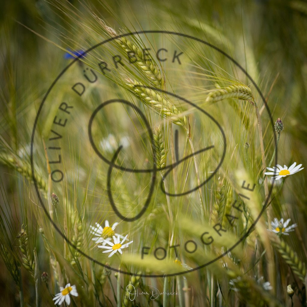 natur-pflanzen-08 | Shop für Kindergartenfotografie und andere Fotoprodukte von Oliver Dürrbeck Fotografie. - Realisiert mit Pictrs.com