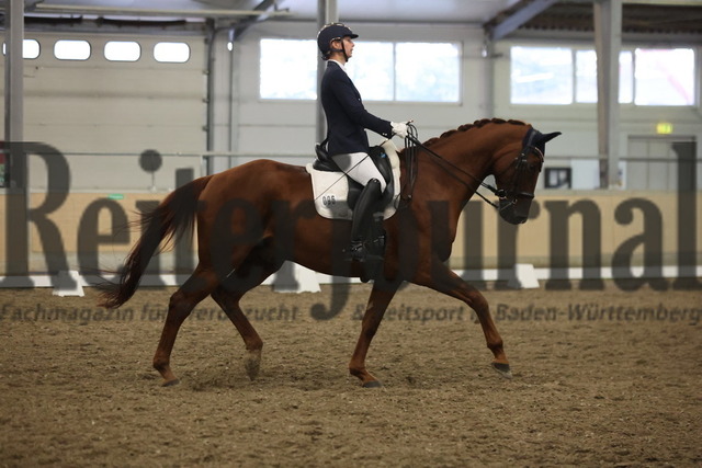 Waghäusel-Wiesental_2024_Prfg.Nr.08_1.WP_U25_sabine Schmidt_Quickstepp II (8) | Alle Fotos der Reiterjournal Fotografin Doris Matthaes im Reiterjournal Online-Fotoshop. - Realisiert mit Pictrs.com