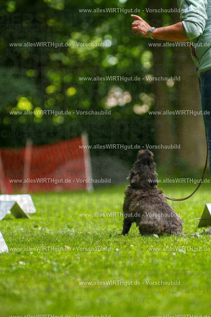 @allesWIRTHgut_Tierfotografie - www.allesWIRTHgut.de - 7R504496 | Professionelle Tierfotografie in Mönchengladbach von Daniel Wirth (allesWIRTHgut). Liebevolle & natürliche Bilder von Hunden & Katzen für unvergessliche Erinnerungen.
