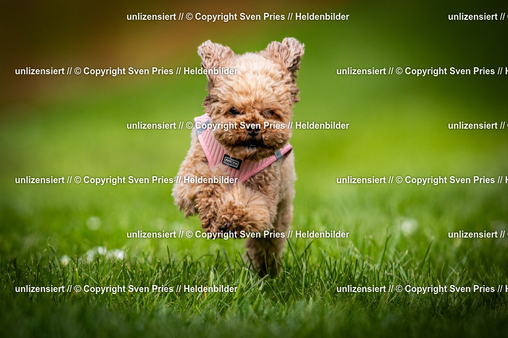 Sven Pries | 2025-04-13 - Hunderennen Baden-Baden - Realisiert mit Pictrs.com