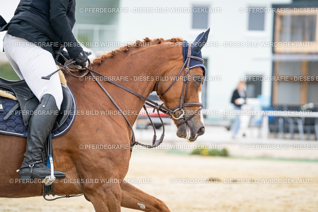 DSC09567 | Pferdegrafie