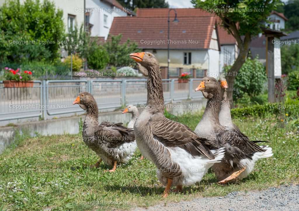 Gänse-9 | Bensheim,Zell, stolzes Federvieh, Schmuckbild,, Bild: Thomas Neu